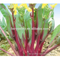 Sale good quality Cabbage seeds flowering chinese cabbage Vegetable sprouts for planting